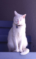 The upstairs cat.