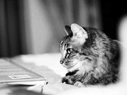 Wuss, at foot of bed.