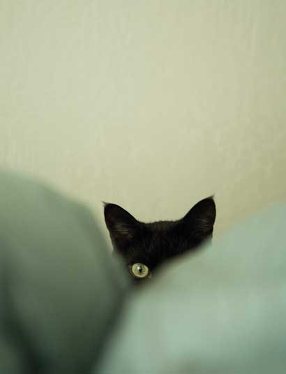 Ms. Emmy Cat behind pillows in Oakland