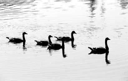 Lake Merritt, Oakland