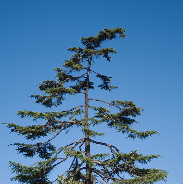A tree grows in Oakland.