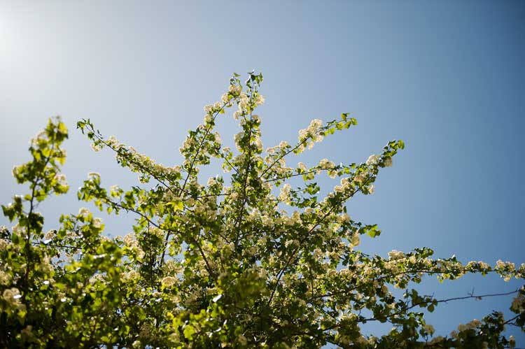 A tree in Oakland overlooking a sidewalk table photographed as I was eating a tuna fish sandwich.