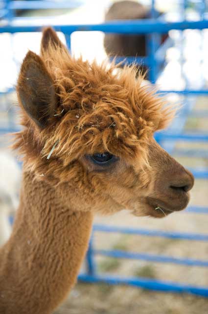 An Alpaca in Dixon, California today.