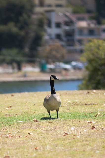Along Lake Merritt today in Oakland.