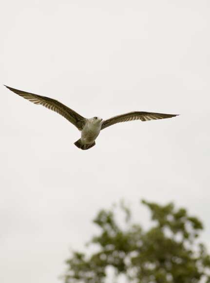 Lake Merritt, Oakland