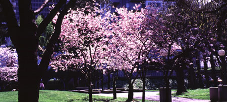 A small park in downtown San Francisco.
