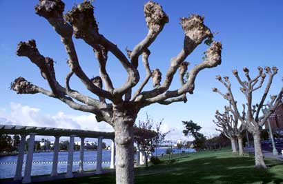 Lake Merrit, Oakland