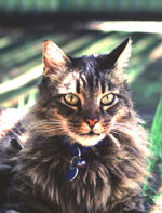 The Wuss in an outdoors setting.